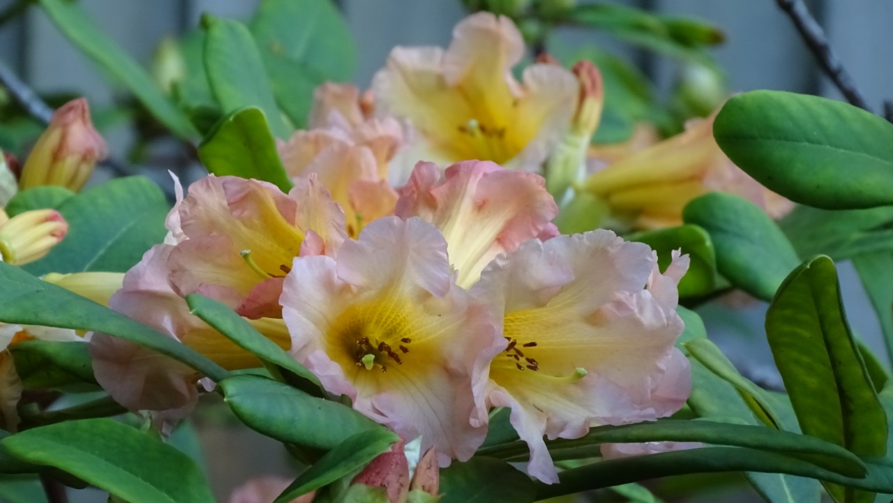 'Goldsworth Orange'
